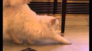  کافه گربه در لندن و رستوران توالت در برلین