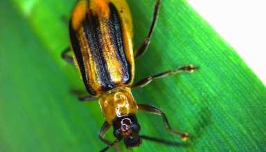 آفات Pests در هتلها و صنعت هتلداری